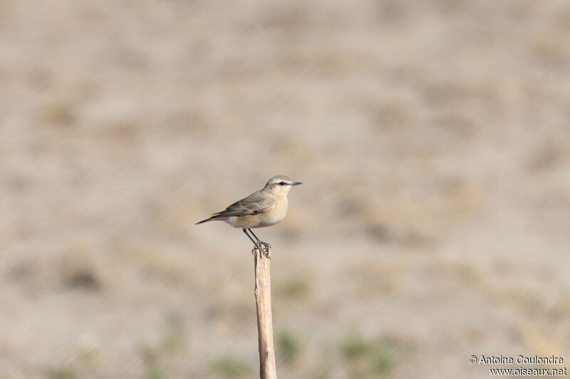 Isabelline Wheatearadult