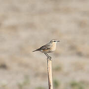 Isabelline Wheatear