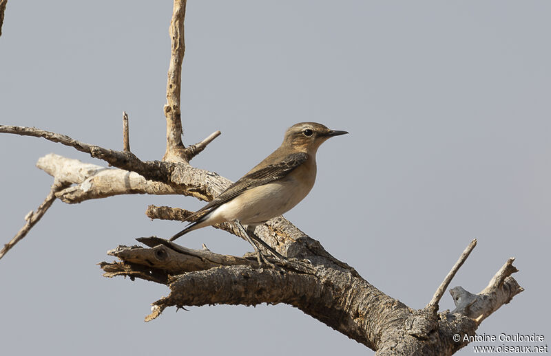 Isabelline Wheatearadult