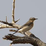 Isabelline Wheatear