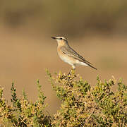 Isabelline Wheatear