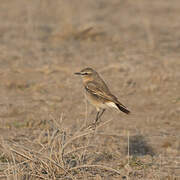 Isabelline Wheatear