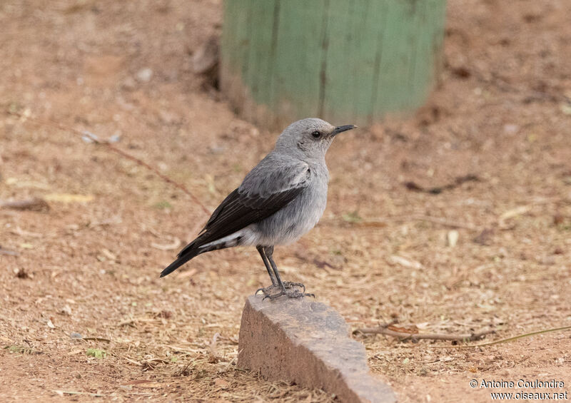 Mountain Wheatear male adult