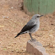 Mountain Wheatear