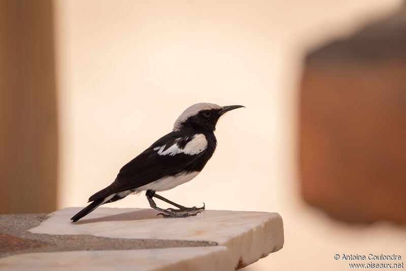 Mountain Wheatear male adult