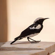 Mountain Wheatear