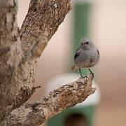 Mountain Wheatear