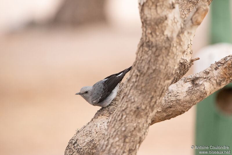 Mountain Wheatear male adult