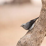 Mountain Wheatear