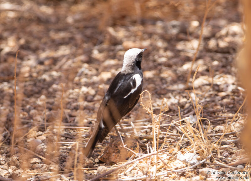 Mountain Wheatear male adult