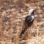 Mountain Wheatear