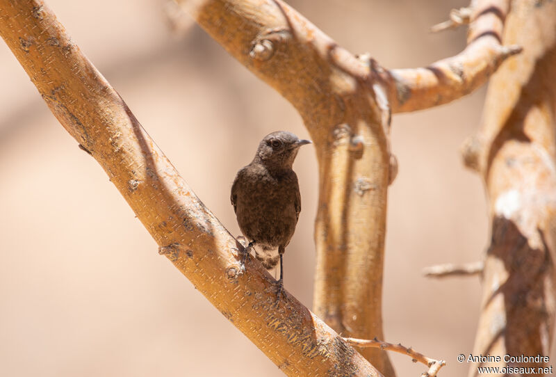 Mountain Wheatear female adult