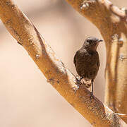 Mountain Wheatear