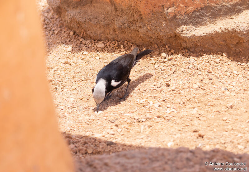 Mountain Wheatear male adult