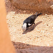 Mountain Wheatear