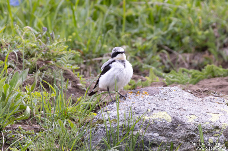 Northern Wheatear male adult breeding