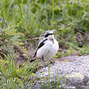 Northern Wheatear