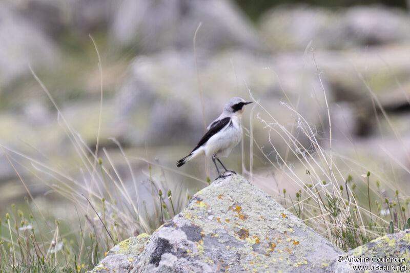 Northern Wheatear male adult breeding