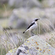 Northern Wheatear