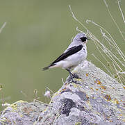 Northern Wheatear