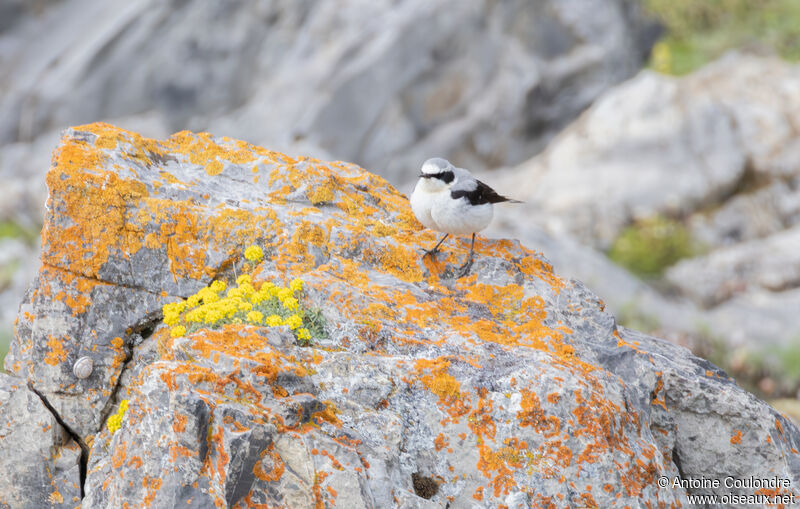 Northern Wheatear male adult breeding