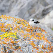 Northern Wheatear