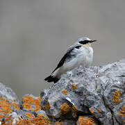 Northern Wheatear