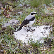 Northern Wheatear