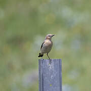 Northern Wheatear