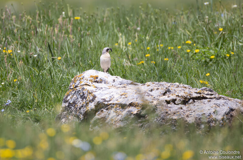 Traquet motteux mâle adulte nuptial, pêche/chasse