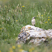 Northern Wheatear