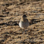 Northern Wheatear