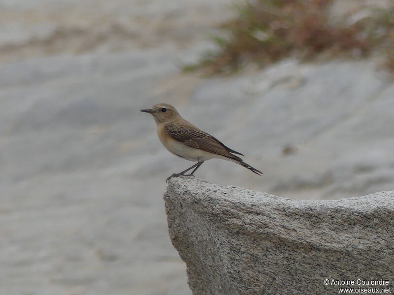 Eastern Black-eared Wheatear female adult breeding