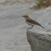 Eastern Black-eared Wheatear