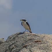 Eastern Black-eared Wheatear