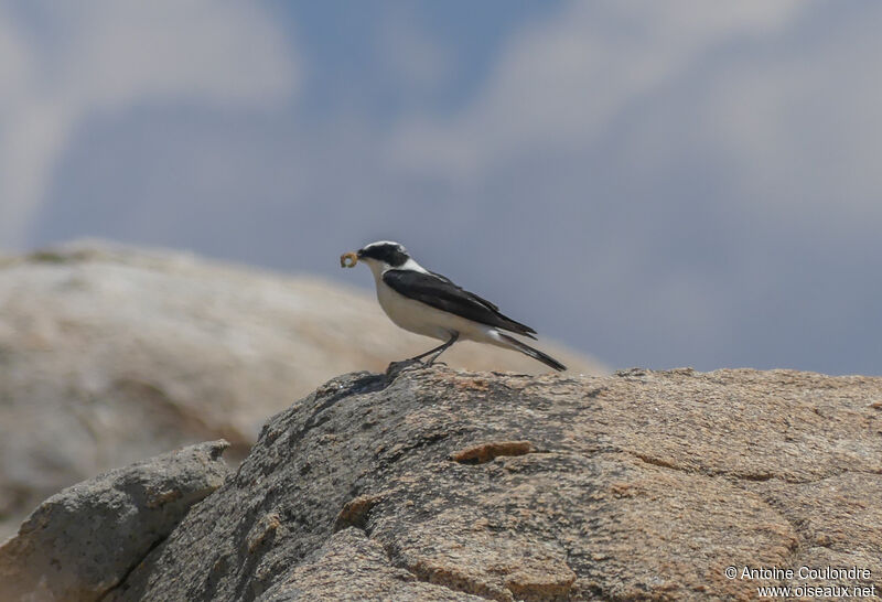 Eastern Black-eared Wheatear male adult, fishing/hunting