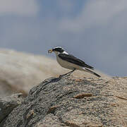 Eastern Black-eared Wheatear