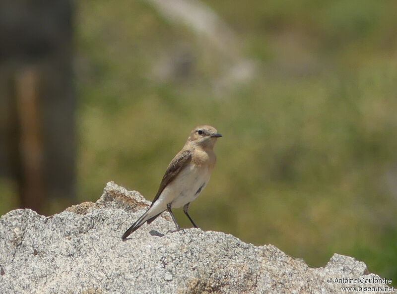 Eastern Black-eared Wheatear female adult breeding