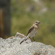 Eastern Black-eared Wheatear