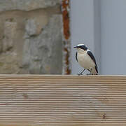 Eastern Black-eared Wheatear