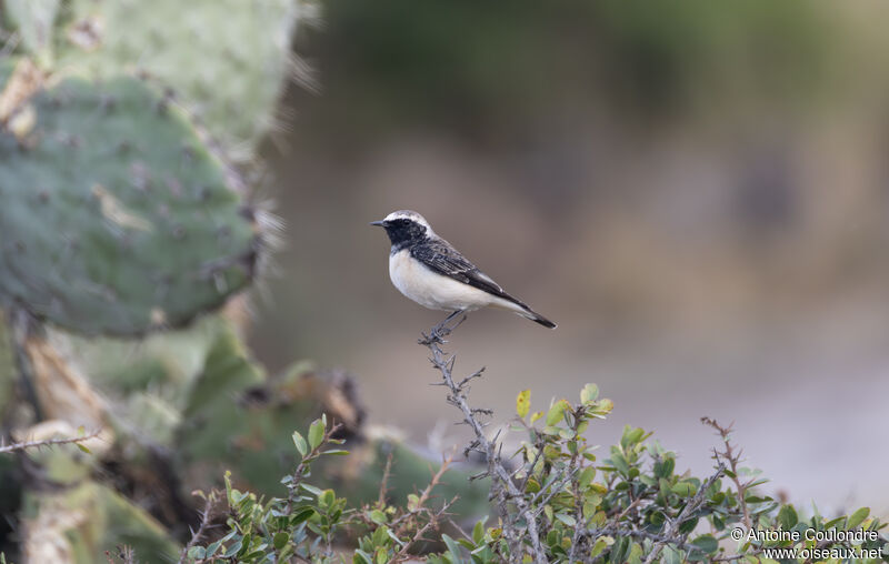 Pied Wheatear male adult post breeding