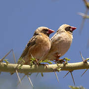 Red-billed Quelea