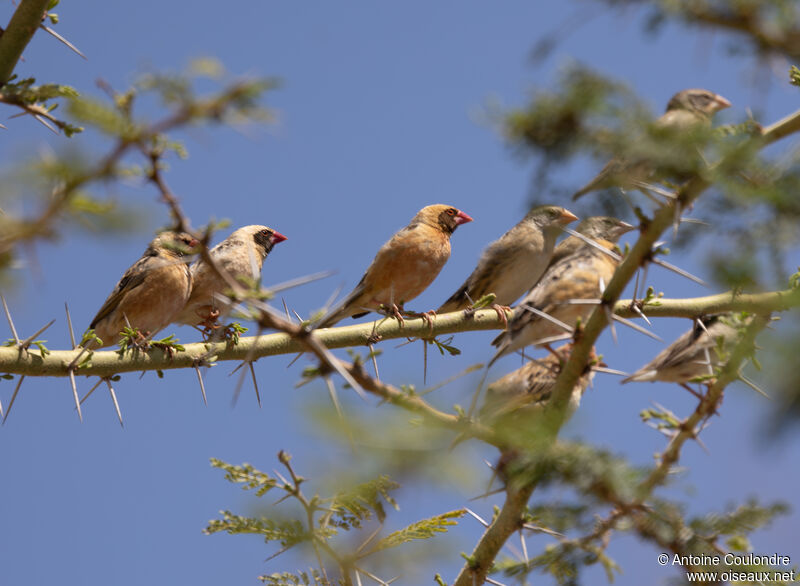 Red-billed Queleaadult breeding