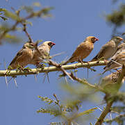 Red-billed Quelea