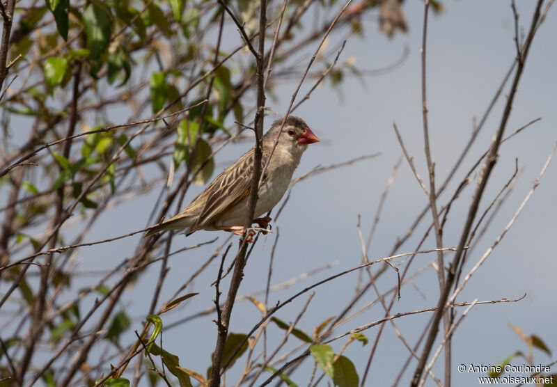 Red-billed Quelea female adult breeding