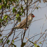 Red-billed Quelea