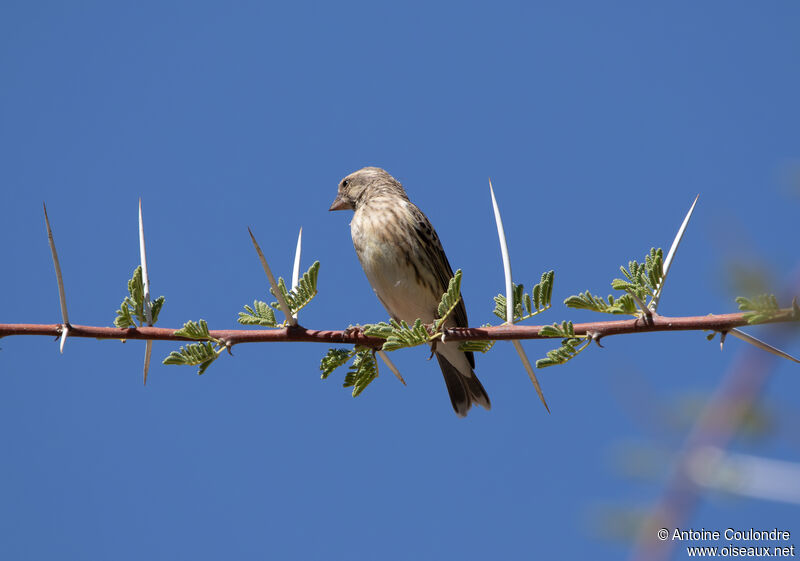 Red-billed Queleaadult post breeding