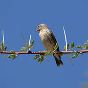 Red-billed Quelea