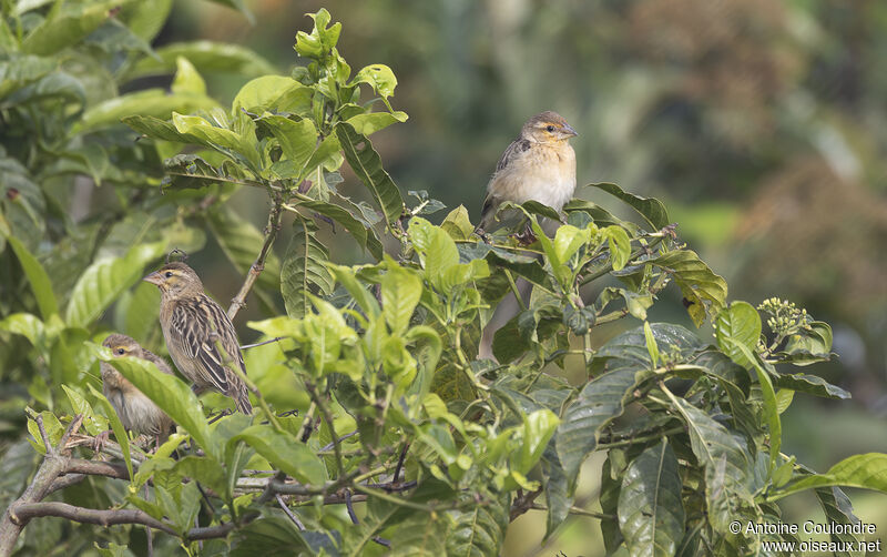 Red-headed Queleaadult transition