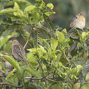 Red-headed Quelea